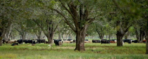 Noble Research Institute Announces Noble Orchard Essentials, Focused on Regenerative Management for Orchards and Vineyards thumb