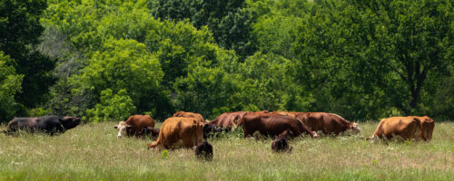 The First Step Toward Better Grazing: Understanding Rest thumb