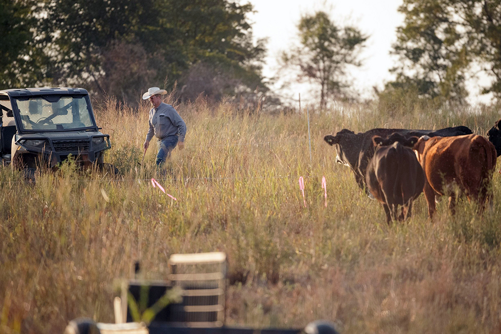 feeding cattle