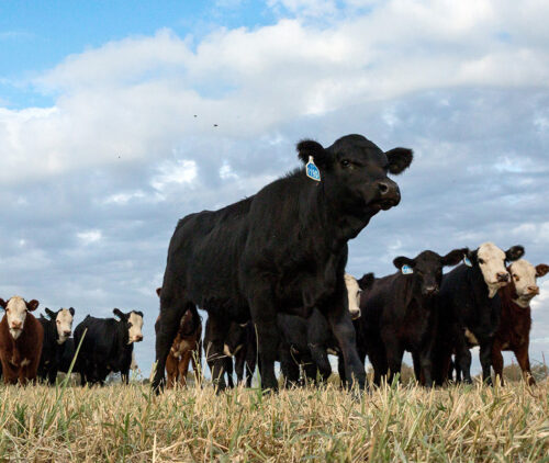 Noble Research Institute thumb