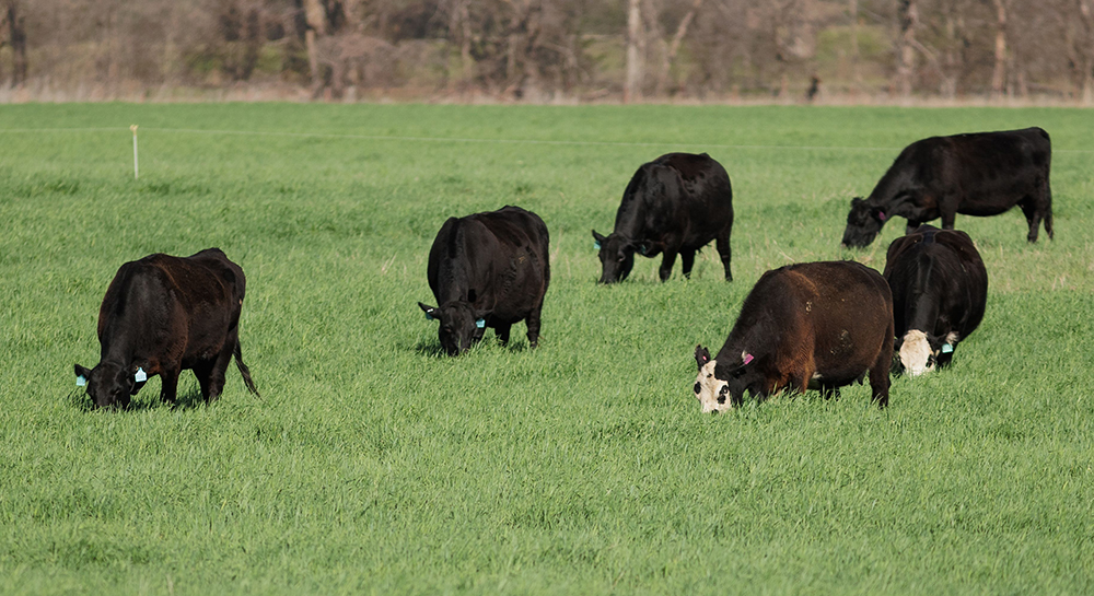 livestock grazing pasture