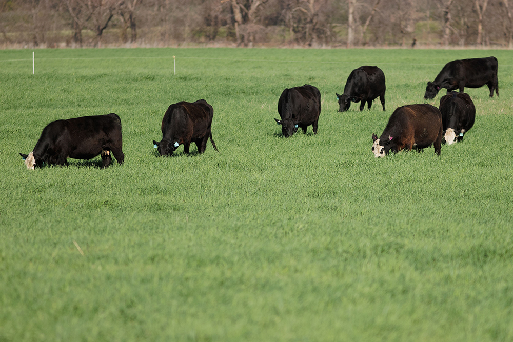 cattle grazing