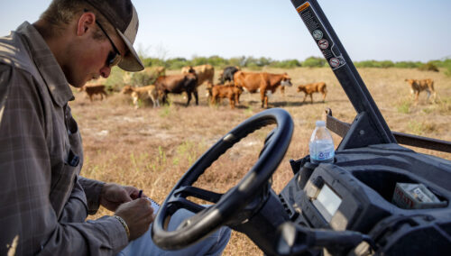 Simple Monitoring for Pasture Management thumb