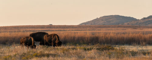 Know a Rancher Restoring the Land? Noble Research Institute Is Seeking Nominations thumb