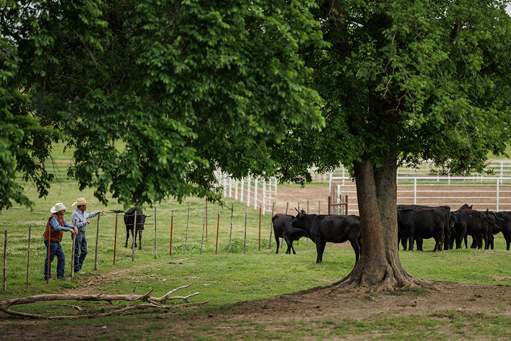 producers looking over pasture