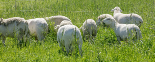 What to Know When Adding Small Ruminants to Your Cattle Operation thumb