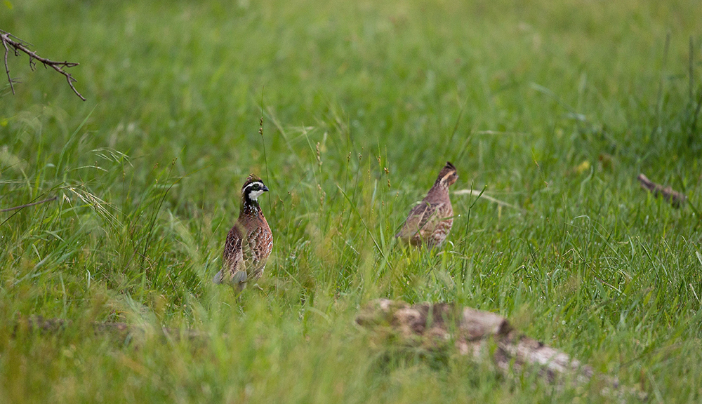 bobwhite quail in pasture
