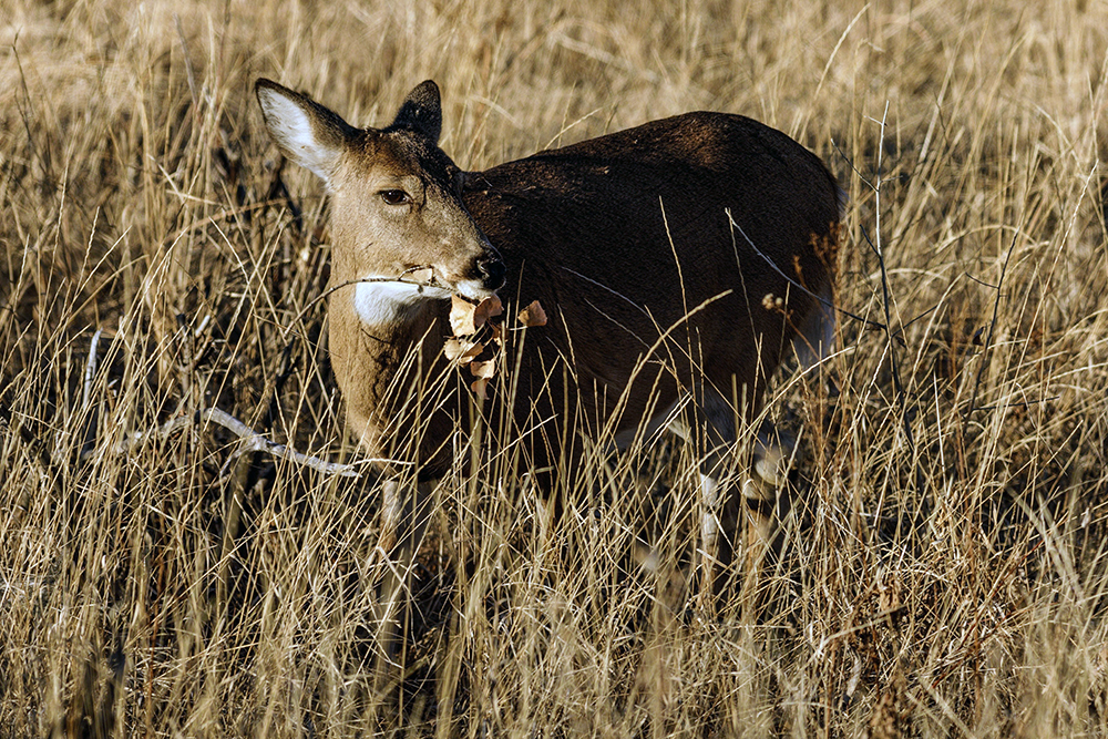 deer graze in pasture