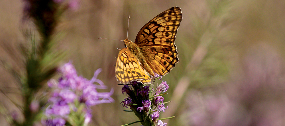 The First Five Years