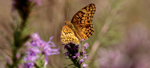 The First Five Years thumb