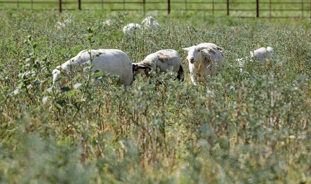sheep graze pasture