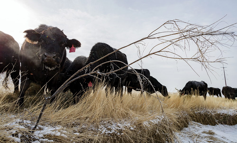 cows graze pasture on a sunny winter day
