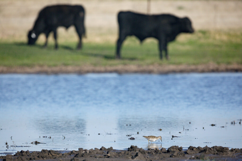 pond birds and cows