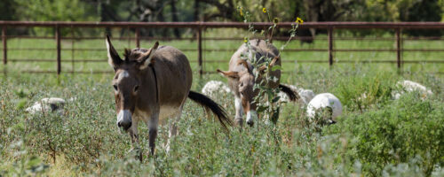 Why Ragweed Isn’t the Problem (and What Is) thumb