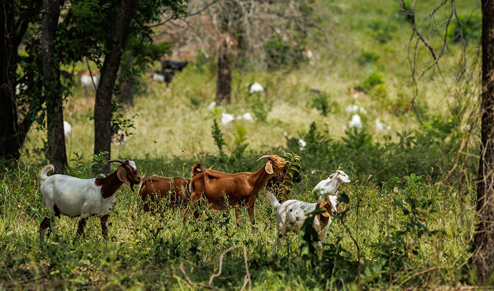 Goats graze a pasture
