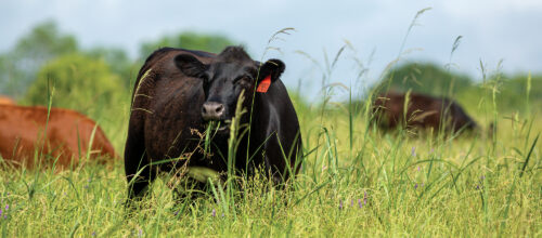 How to Read a Livestock Market Report thumb