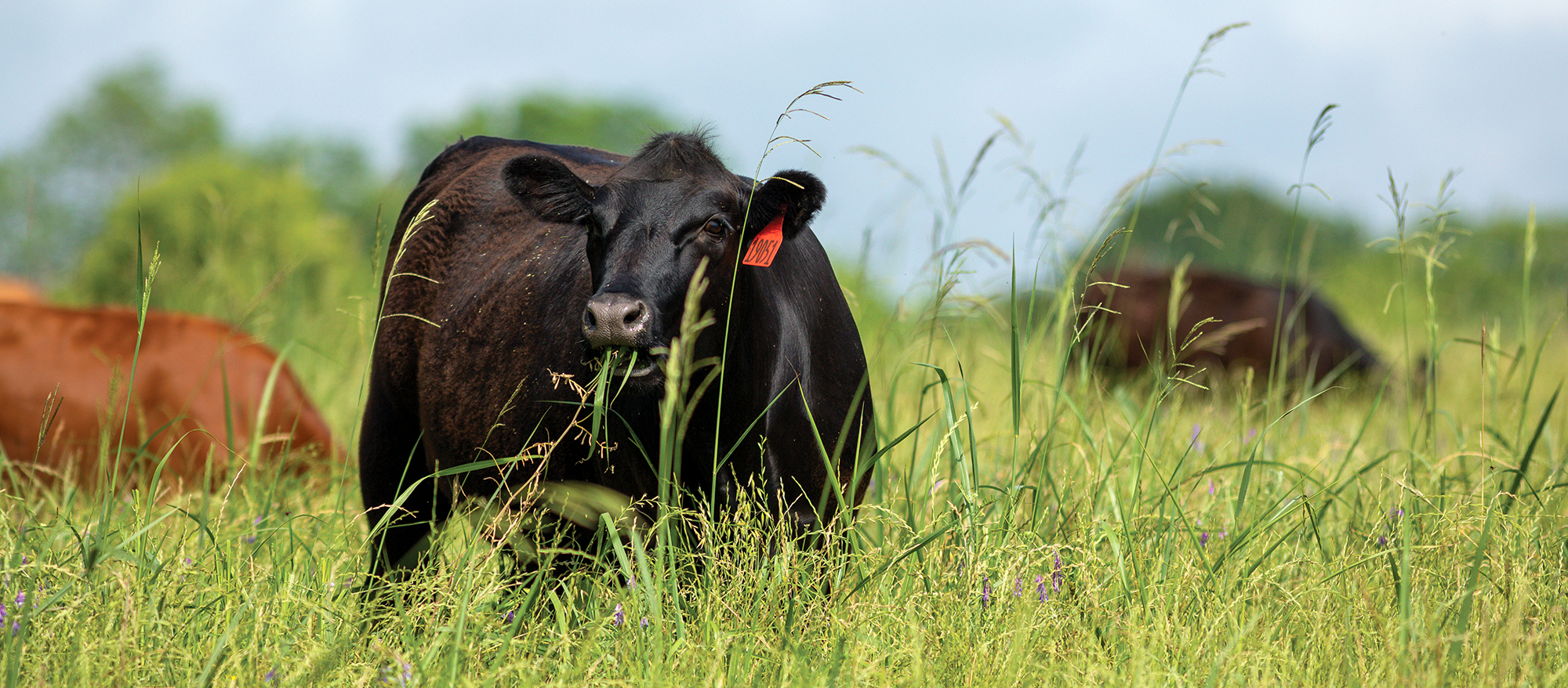 How to Read a Livestock Market Report