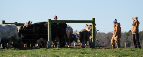 Ranching in the Smallest Corner of the United States thumb