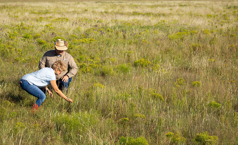 keeping track of progress in pasture