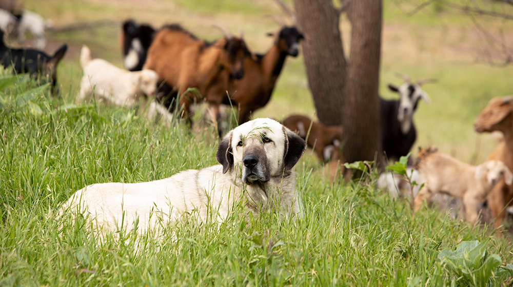 A guard dog keeps watch over goats and kids as they graze a pasture