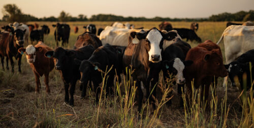 Overgrazing vs. Overstocking: Long-Term Impacts on Pastures and Profitability thumb