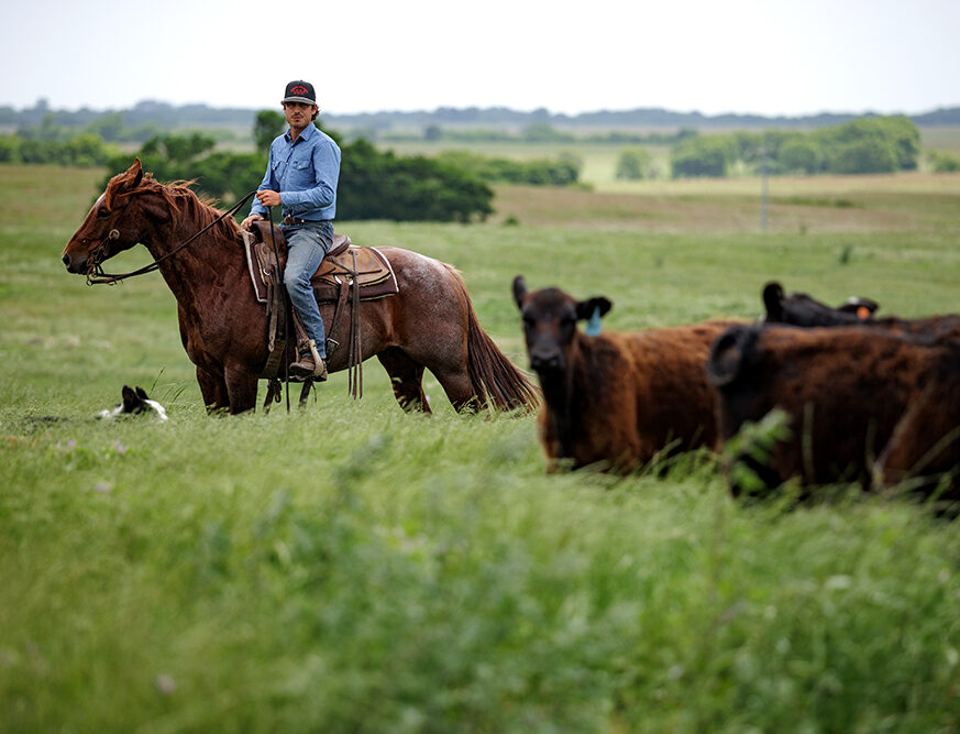 moving cows and calves on horseback