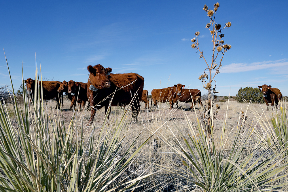 cows grazing in pasture