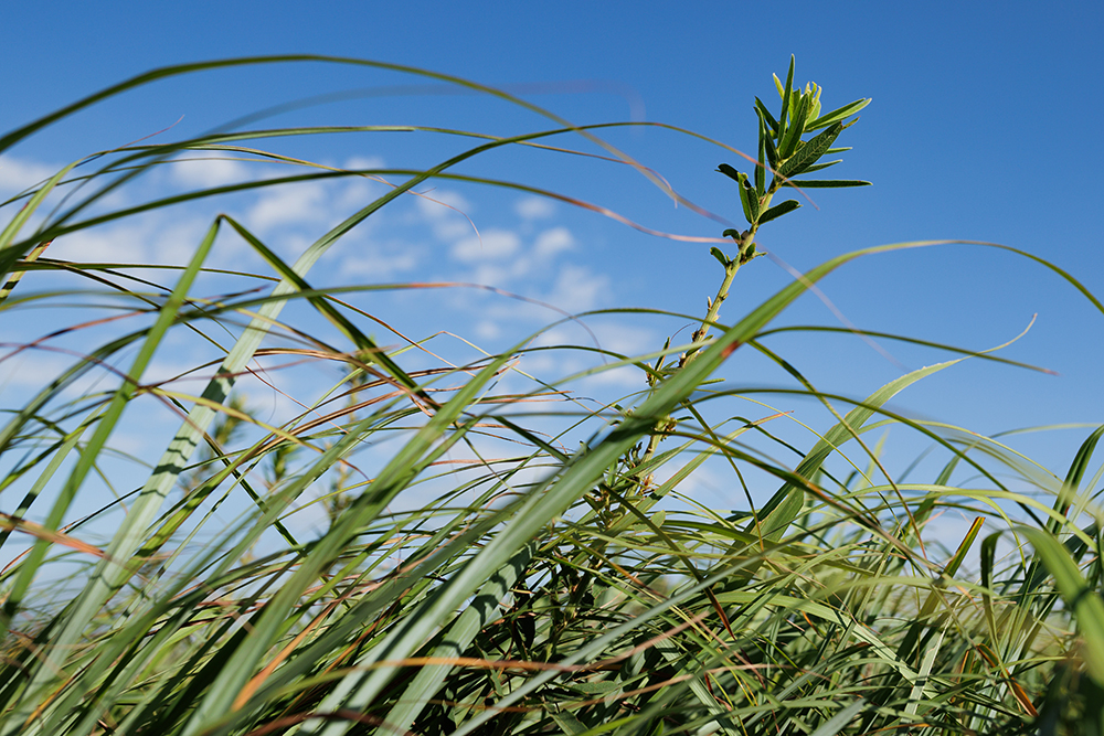 grass flats