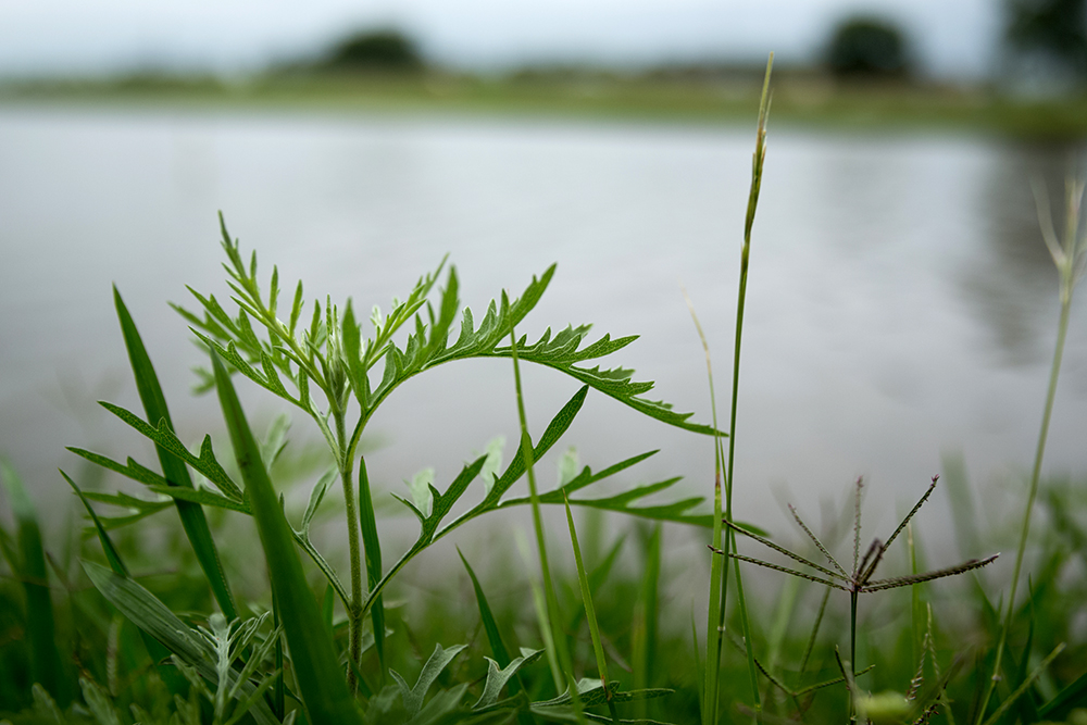 plants near a pond