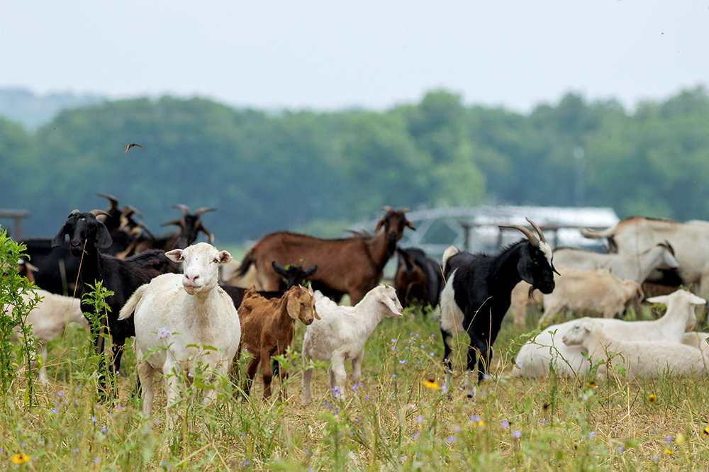 Sheep, goats, kids and lambs graze in field