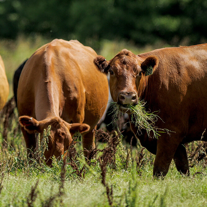 Cows grazing