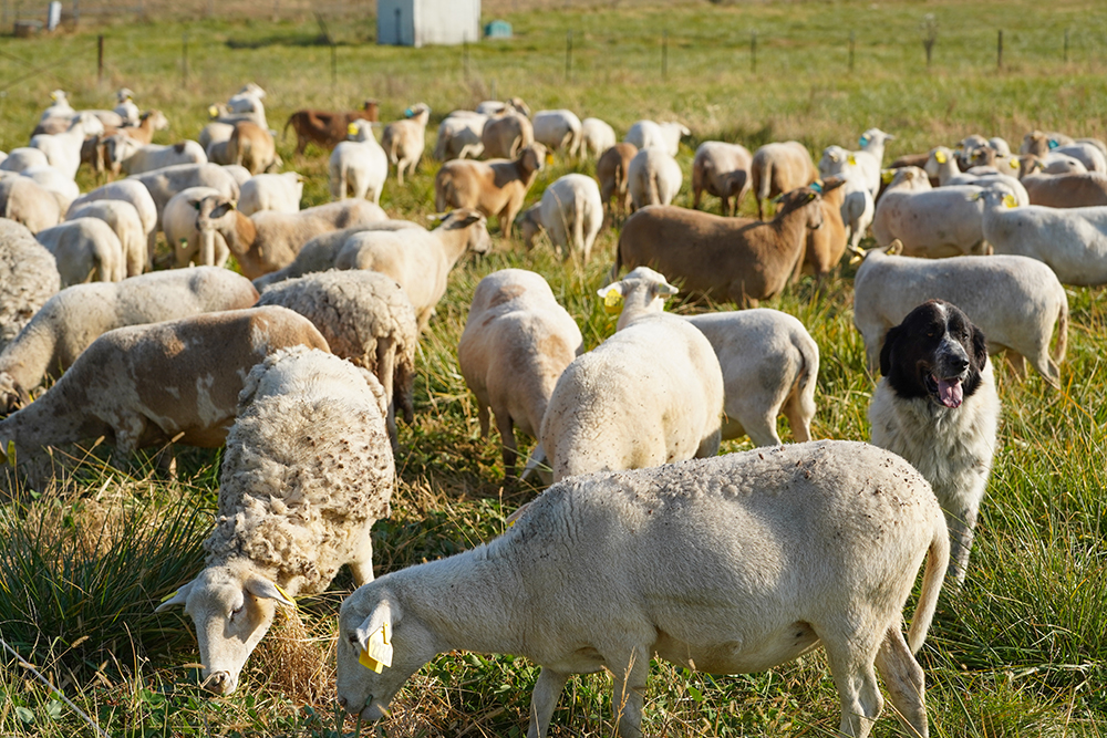 sheep grazing