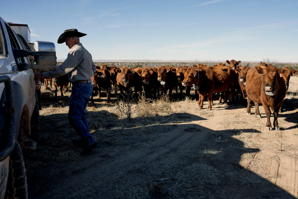 checking virtual fencing with cows in the background