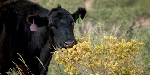 The Importance of Profitability for Regenerative Agriculture thumb