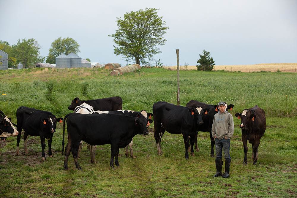 bringing dairy cows in from the pasture