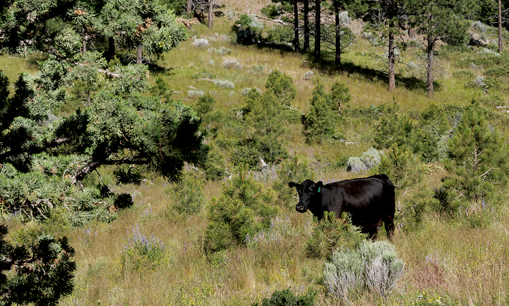 cows grazing in field