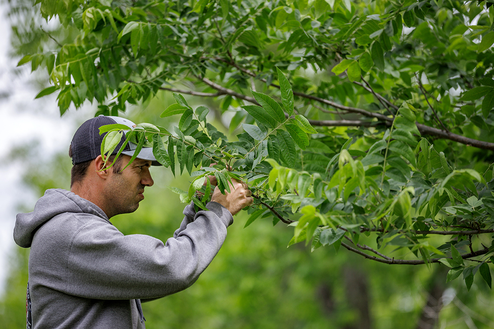 Pecan Research Strategy Producer Workshop participants attend an orchard tour