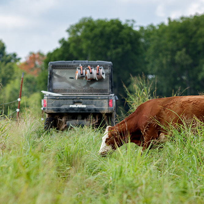 cows grazing fresh forage