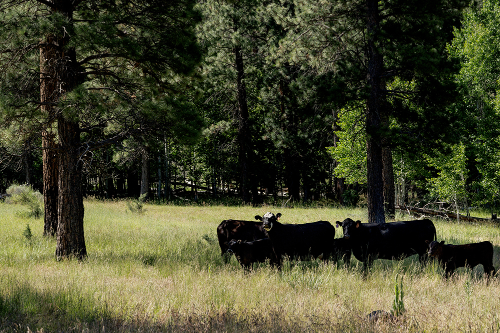 cows grazing in pasture