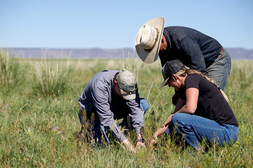 ranchers inspecting field