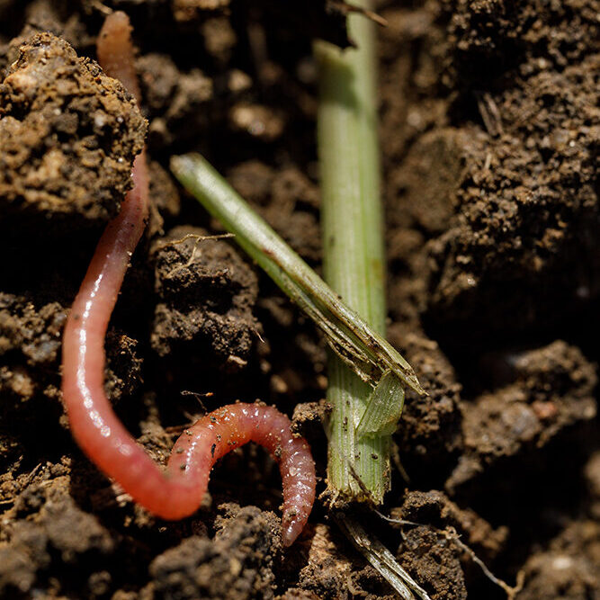worm in soil