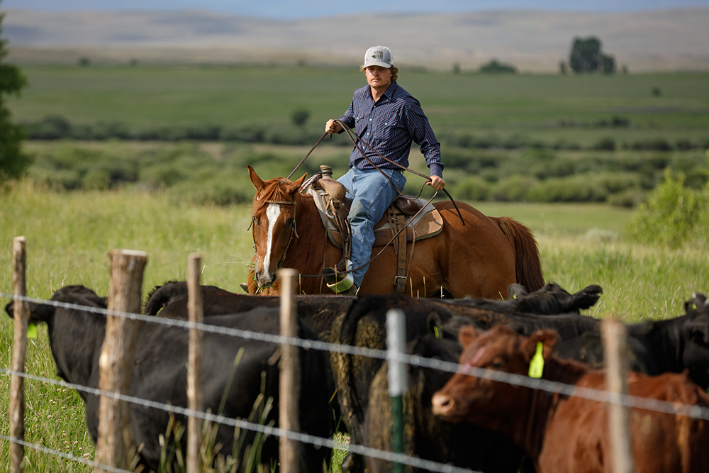 ranch intern working cows