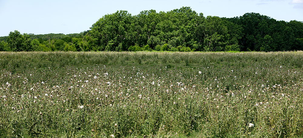 The Message in the Weeds