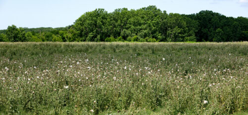 The Message in the Weeds thumb