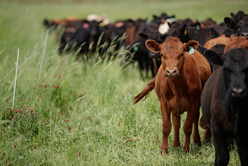 cows in pasture