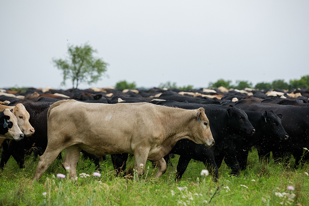 cows walking in pasture