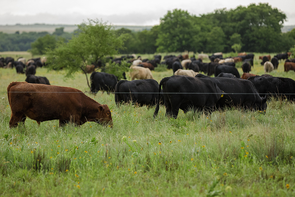 cows grazing in pasture