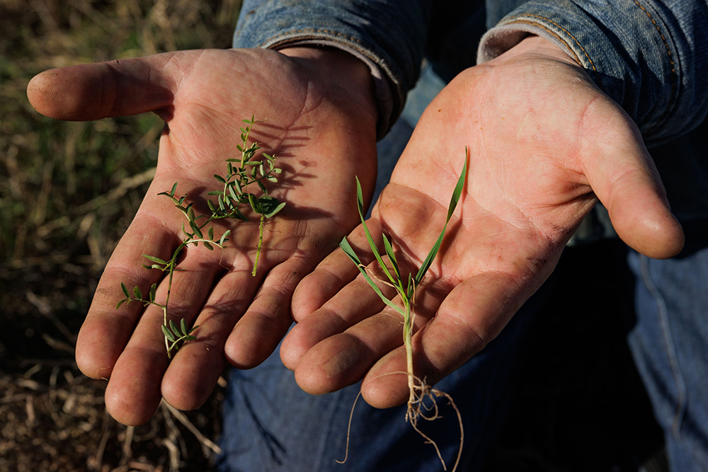 holding forage samples in hands
