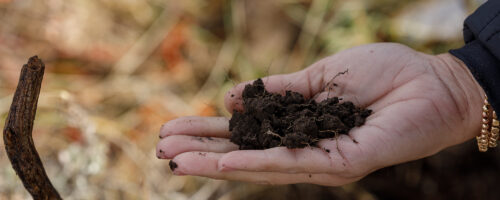 Managing Grazing Lands for Carbon Sequestration thumb