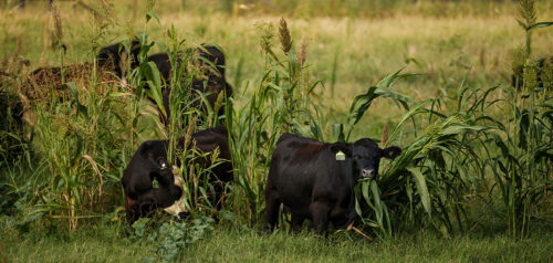 More Grazing Days Start in the Fall thumb